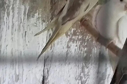 Papugi nimfy młode, , Żabno
