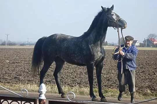 Piekna klacz Oleandra-K