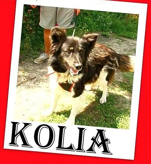 Border collie mix,wesoła,aktywna,łagodna suczka KO