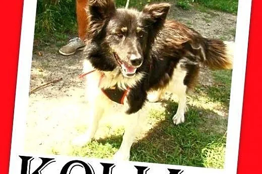 Border collie mix,wesoła,aktywna,łagodna suczka KO