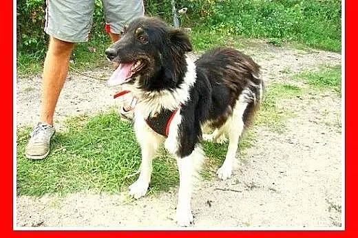 Border collie mix,wesoła,aktywna,łagodna suczka KO