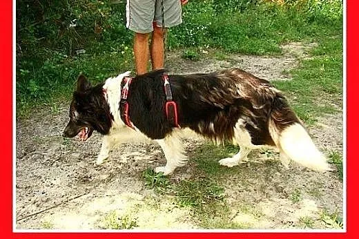 Border collie mix,wesoła,aktywna,łagodna suczka KO