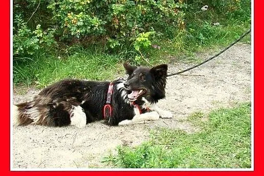 Border collie mix,wesoła,aktywna,łagodna suczka KO
