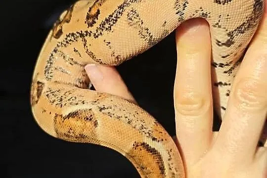 Wąż Boa Imperator 2025