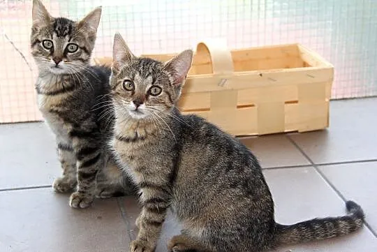 2 miesięczne siostry: Tygryska i Płaczka szukają d