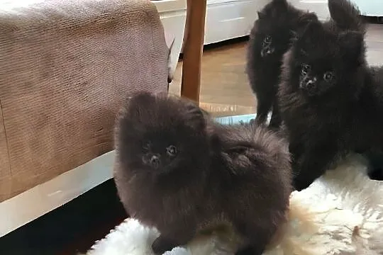 Pomeranian Szpic Miniaturowy czarne sunie typ misi, Sędziejowice