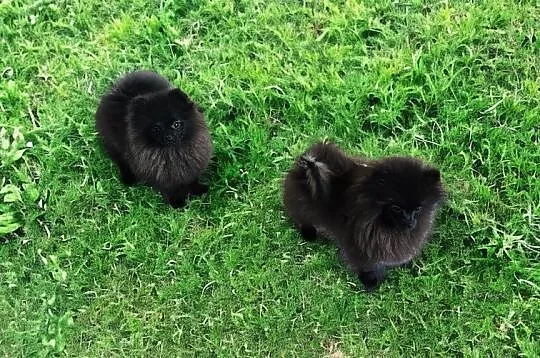 Pomeranian Szpic Miniaturowy czarne sunie typ misi, Sędziejowice