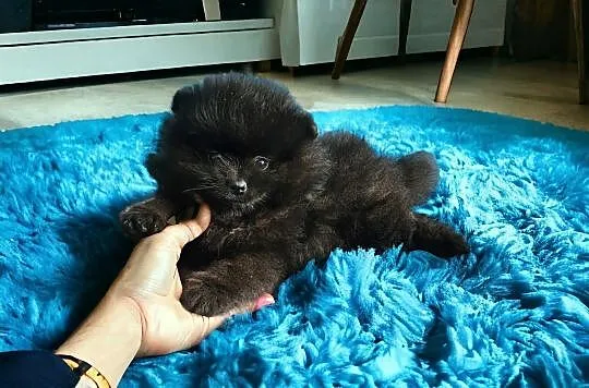 Pomeranian Szpic Miniaturowy czarne sunie typ misi, Sędziejowice