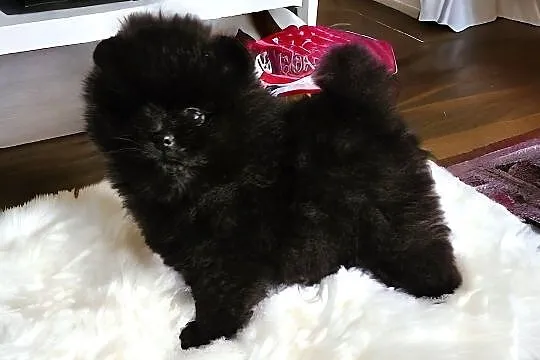 Pomeranian Szpic Miniaturowy czarne sunie typ misi, Sędziejowice