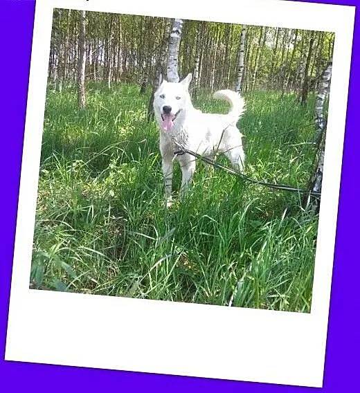 Biały ,pies w typie husky, szuka domu !, małopols