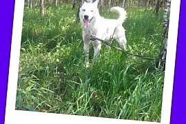 Biały ,pies w typie husky, szuka domu !,  małopols, Kraków