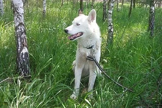 Biały ,pies w typie husky, szuka domu !,  małopols