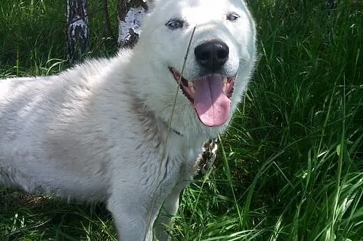 Biały ,pies w typie husky, szuka domu !,  małopols
