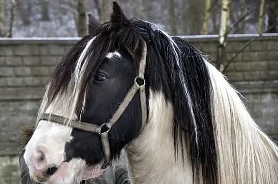 Piękny Tinker, wałach, koń,konie,kuc