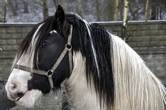Piękny Tinker, wałach, koń,konie,kuc