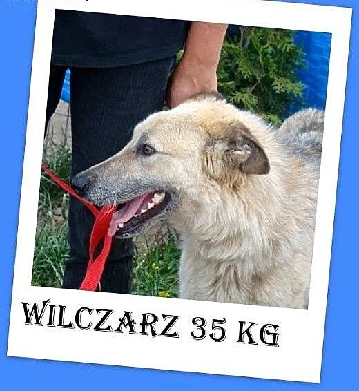 Perłowa sierść,Wilkołak 35 kg.ADOPCJA, małopolski