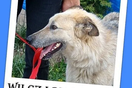 Perłowa sierść,Wilkołak 35 kg.ADOPCJA, małopolskie Kraków
