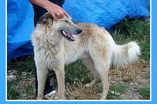 Perłowa sierść,Wilkołak 35 kg.ADOPCJA,  małopolski