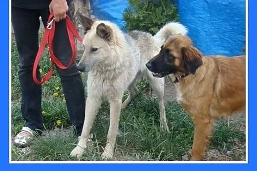 Perłowa sierść,Wilkołak 35 kg.ADOPCJA,  małopolski