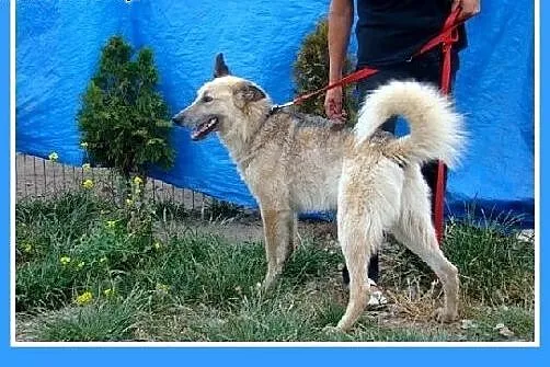 Perłowa sierść,Wilkołak 35 kg.ADOPCJA,  małopolski
