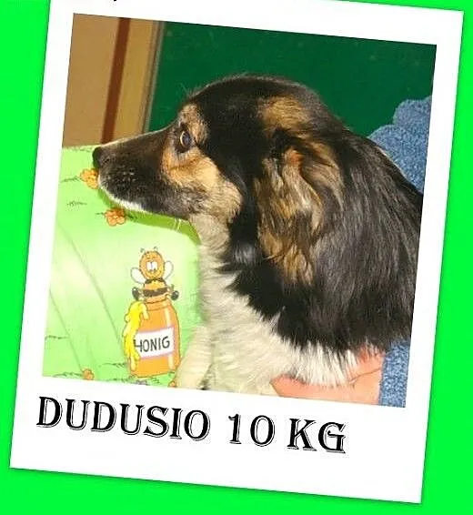 Średni 10 kg, łaciaty DUDUŚ,wesoły, aktywny,przyja