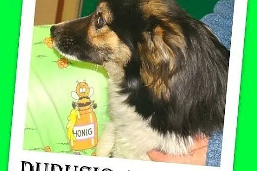 Średni 10 kg, łaciaty DUDUŚ,wesoły, aktywny,przyja