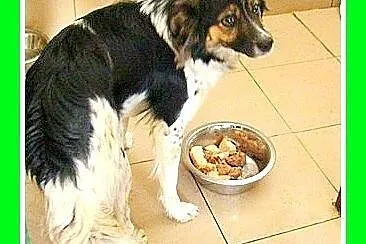 Średni 10 kg, łaciaty DUDUŚ,wesoły, aktywny,przyja