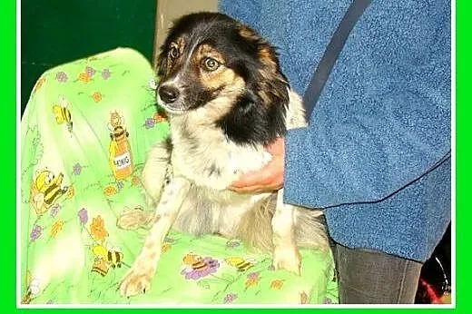 Średni 10 kg, łaciaty DUDUŚ,wesoły, aktywny,przyja