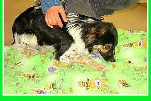 Średni 10 kg, łaciaty DUDUŚ,wesoły, aktywny,przyja