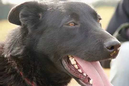 Czarnulek cudny psiak gotowy do adopcji