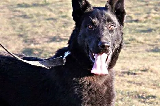 Czarnulek cudny psiak gotowy do adopcji