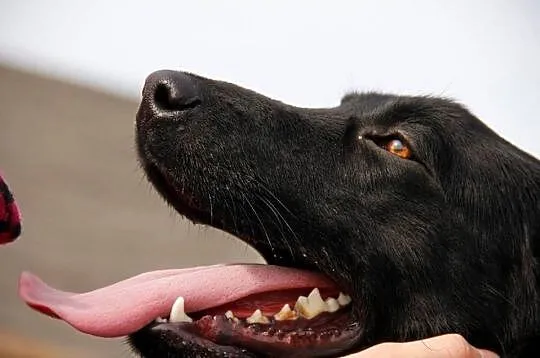 Czarnulek cudny psiak gotowy do adopcji
