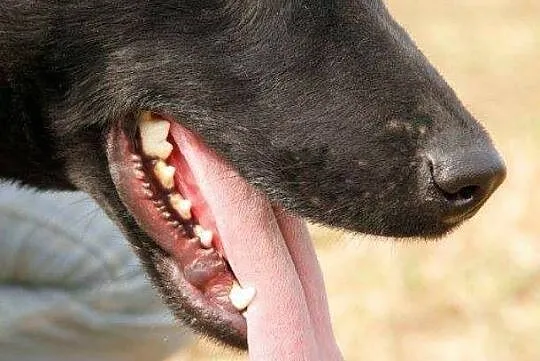 Czarnulek cudny psiak gotowy do adopcji
