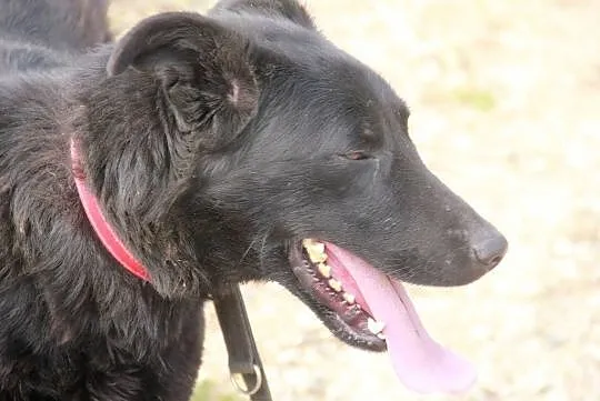 Czarnulek cudny psiak gotowy do adopcji