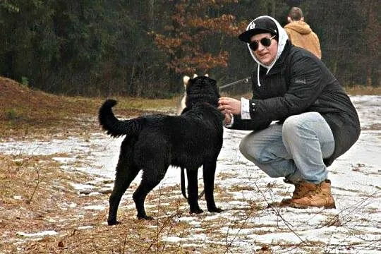 Czarnulek cudny psiak gotowy do adopcji