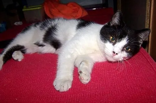 Mały Miecio szuka domku
