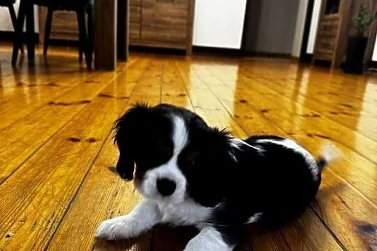 Cavalier szczeniaczki