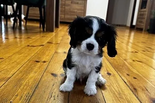 Cavalier szczeniaczki, Małopolskie, Bolęcin