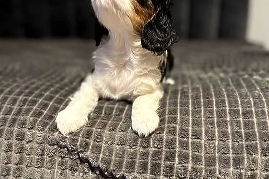Cavalier szczeniaczki, Małopolskie, Bolęcin