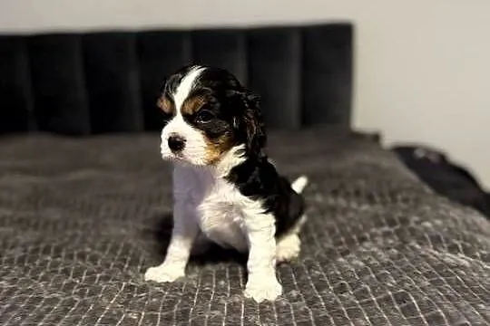 Cavalier szczeniaczki, Małopolskie, Bolęcin