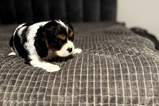 Cavalier szczeniaczki, Małopolskie, Bolęcin