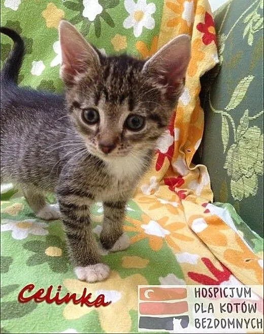 Celinka - kocie chuchro z charakterem, kujawsko-p
