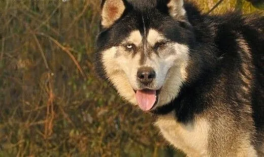 KIMO - porzucony mix malamuta do pokochania ADOPCJ