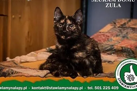 Zula. Fundacja Stawiamy Na Łapy,  małopolskie Krak