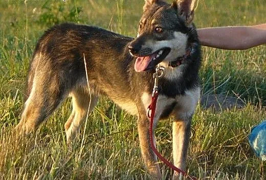 Mini wilczek Henio czeka na człowieka, podlaskie