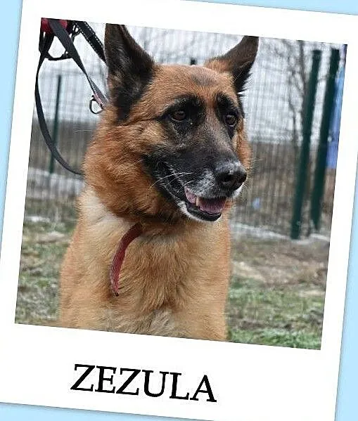 Owczarek niem.5 letnia,szczepiona,sterylizowana suczka ZEZULA.Adopcja., , Wrocław
