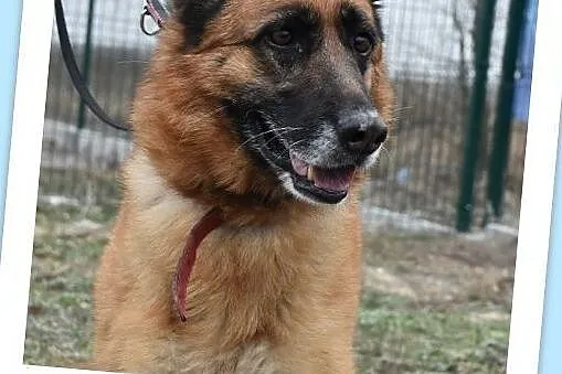 Owczarek niem.5 letnia,szczepiona,sterylizowana suczka ZEZULA.Adopcja., , Wrocław