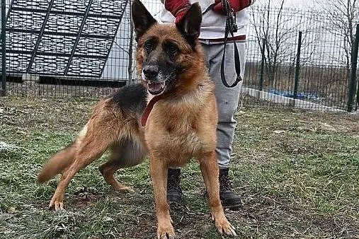 Owczarek niem.5 letnia,szczepiona,sterylizowana suczka ZEZULA.Adopcja., , Wrocław