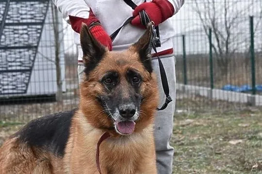 Owczarek niem.5 letnia,szczepiona,sterylizowana suczka ZEZULA.Adopcja., , Wrocław