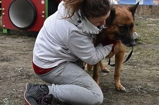 Owczarek niem.5 letnia,szczepiona,sterylizowana suczka ZEZULA.Adopcja., , Wrocław